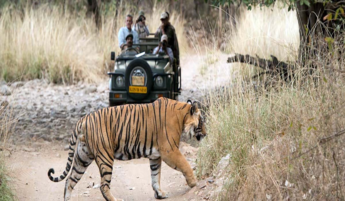 Wildlife Tour Packages Rajaji National Park